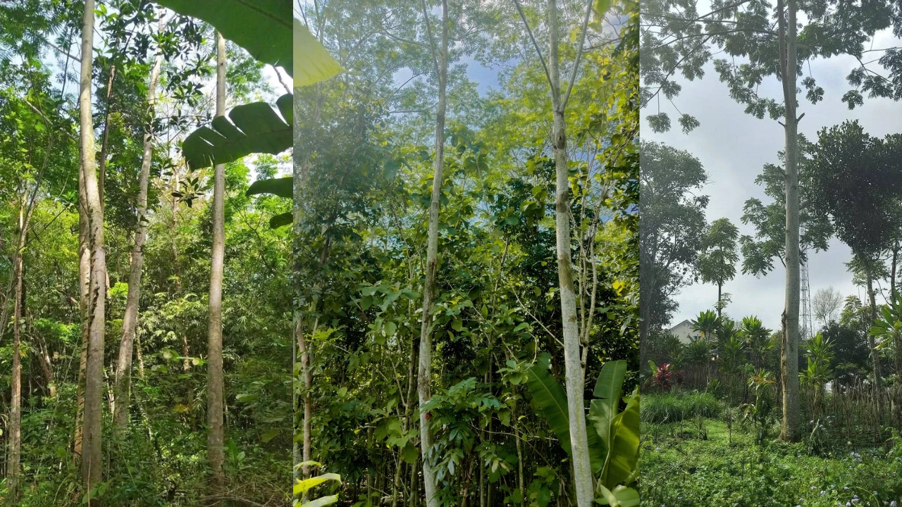 Cara Budidaya Sengon Laut